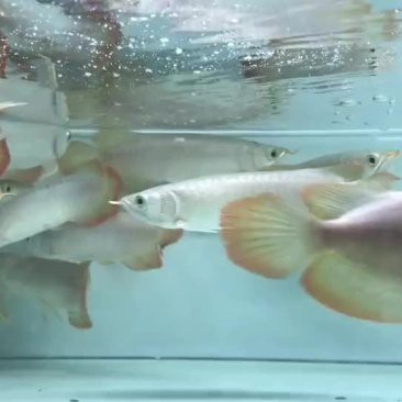 龍魚鰓蓋爛洞會自愈嗎，魚鰓蓋爛洞會自愈取決于多種因素，龍魚鰓蓋爛洞會自己好嗎