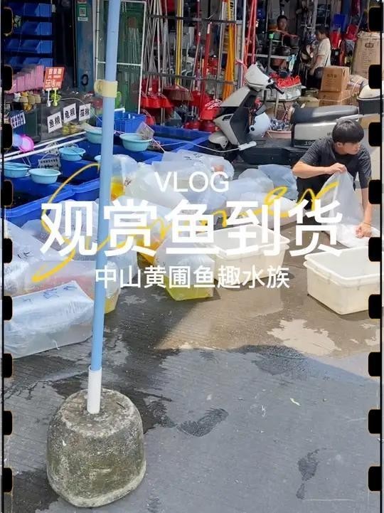 鴨嘴鯊吃銀龍魚視頻