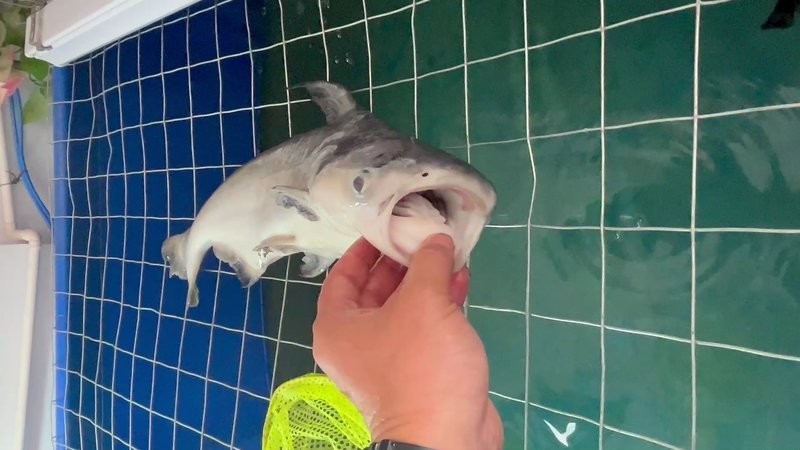鴨嘴鯊吃銀龍魚視頻