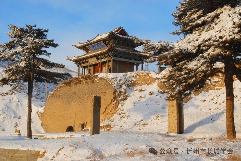 銀龍魚需要的水溫（銀龍魚適合多少水溫）