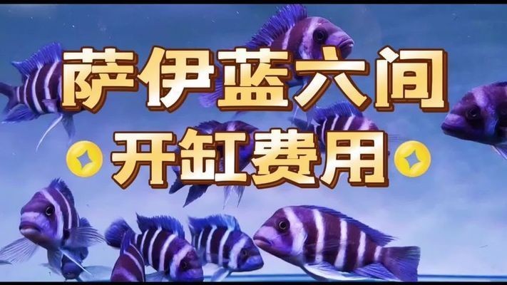 薩伊藍(lán)魚缸視頻：薩伊藍(lán)魚混養(yǎng)成功案例 薩伊藍(lán)魚缸視頻：薩伊藍(lán)魚混養(yǎng)成功案例 魚缸百科 第2張