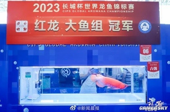 龍魚大賽的獎金如何