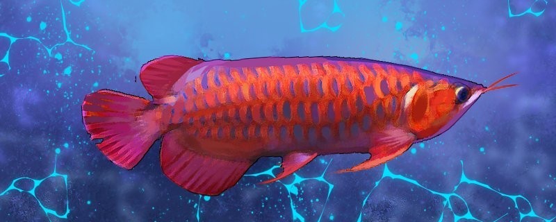 紅麒麟賽級超血紅龍魚苗的飼養難度如何？
