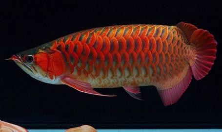 銀龍魚好養嗎