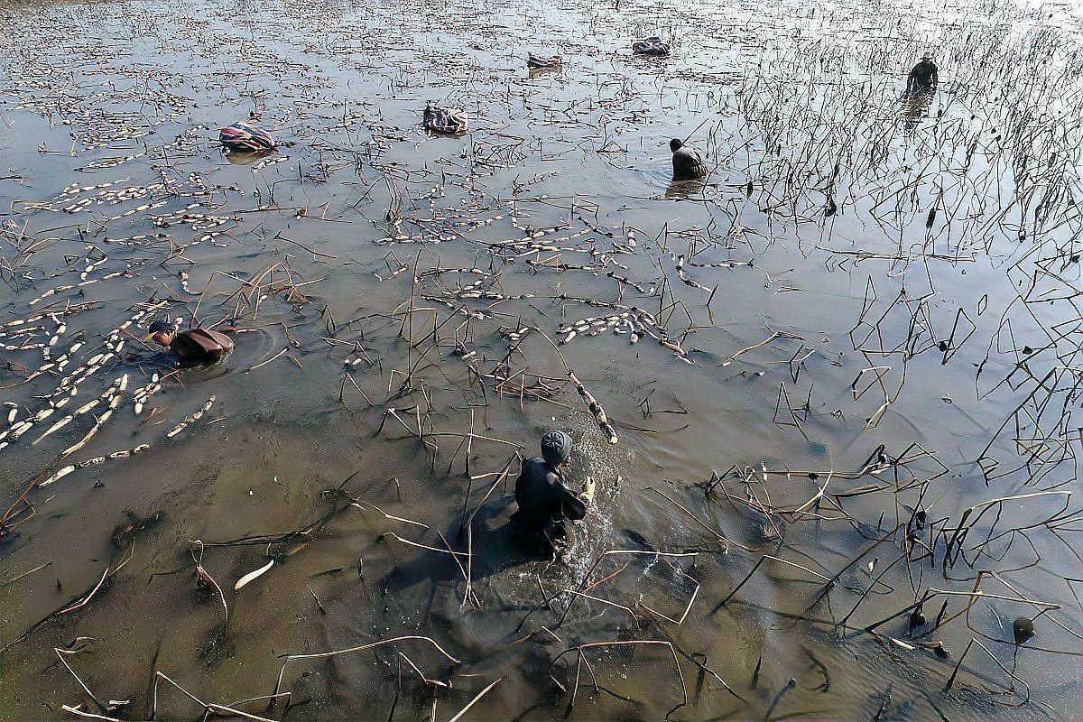 龍魚死亡后應該如何處理