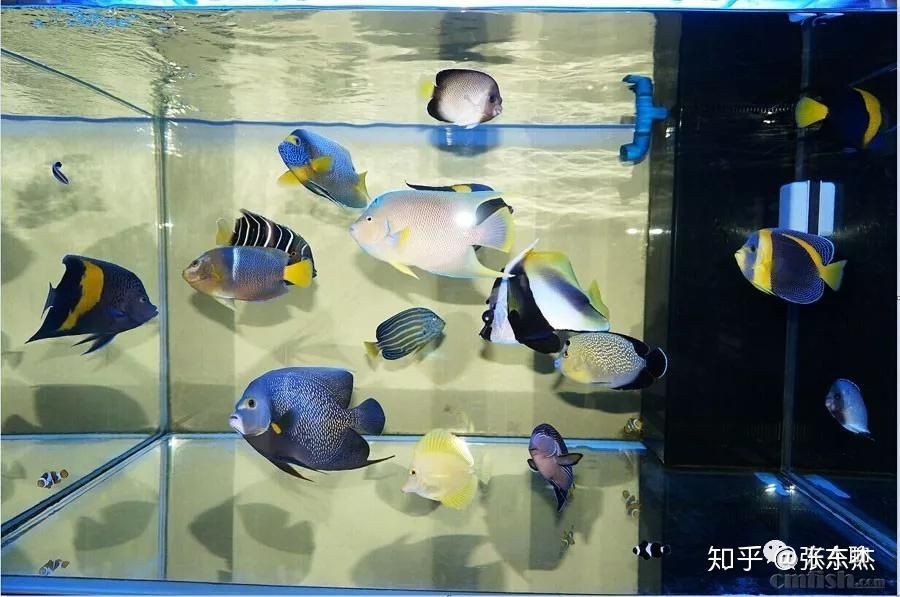 海水魚缸和淡水魚缸的區(qū)別是什么（海水魚缸與淡水魚缸的養(yǎng)護(hù)秘籍）