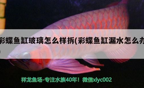 銀龍魚和什么魚能一起養(yǎng)呢視頻（銀龍和什么魚可以一起養(yǎng)）