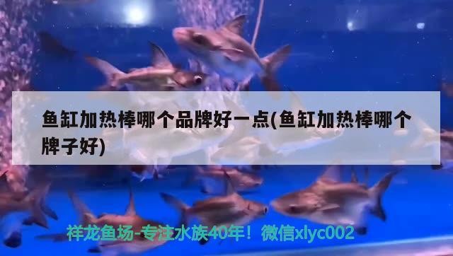 銀龍魚和什么魚能一起養(yǎng)呢視頻（銀龍和什么魚可以一起養(yǎng)）