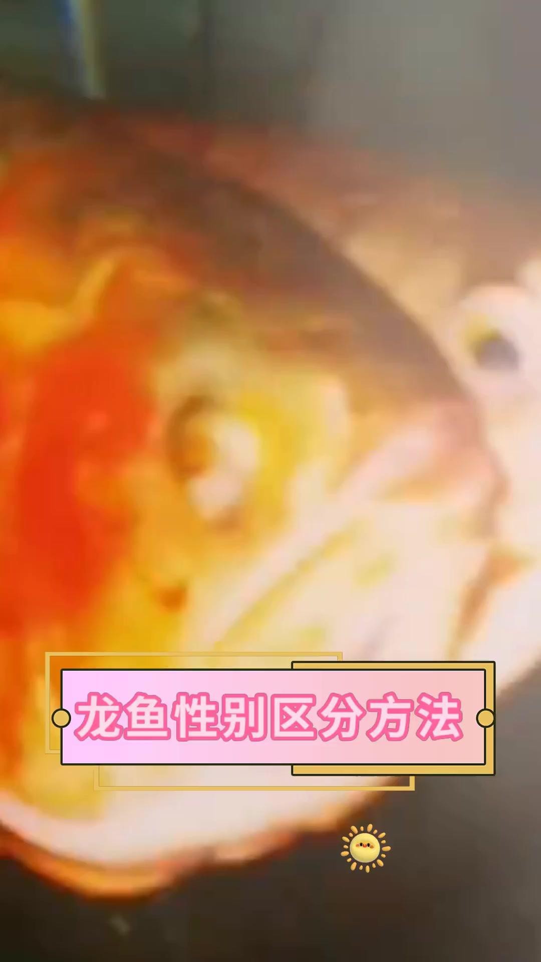 40cm寬魚缸能養龍魚嗎（120長40寬的魚缸能養龍魚嗎）