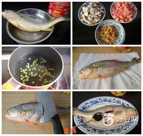 野生小金龍魚是黃花魚嗎（野生小金龍魚屬于黃花魚嗎？）