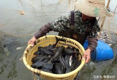 水族主題相關批發：水族批發市場有哪些？