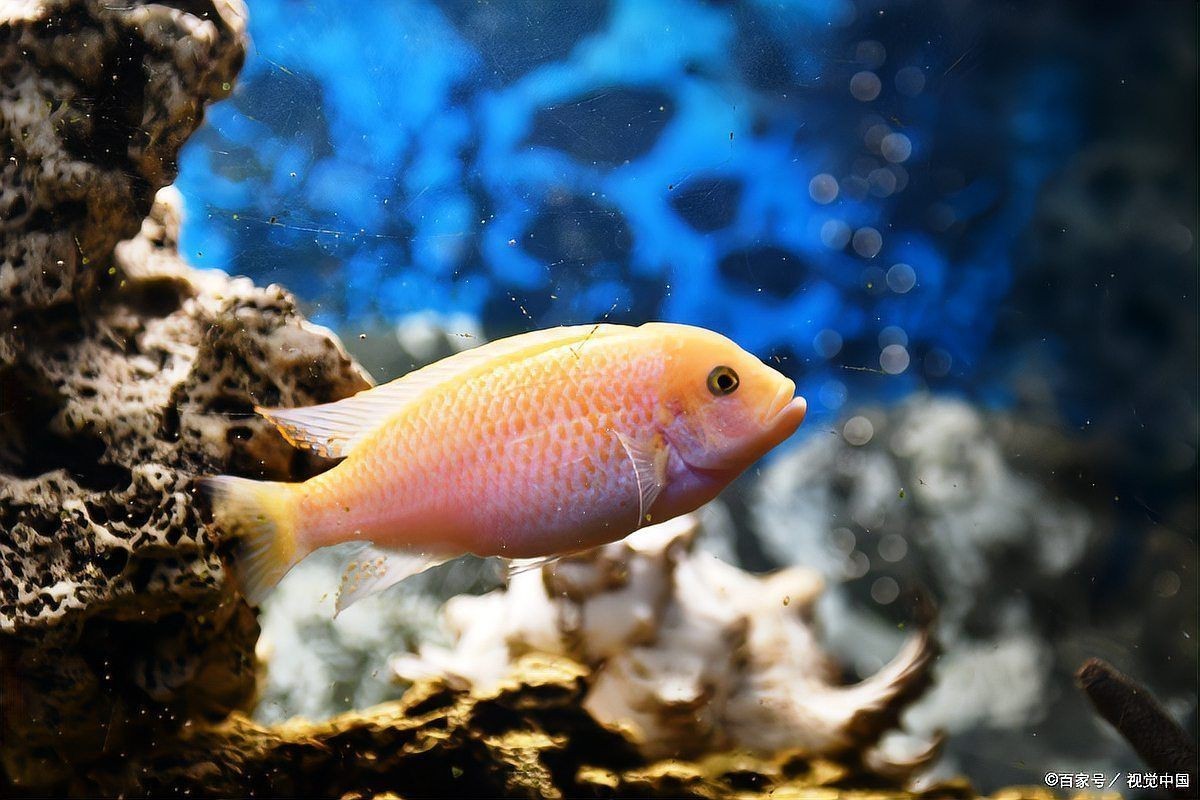觀賞魚(yú)的壽命 觀賞魚(yú)的壽命 龍魚(yú)論壇 第7張