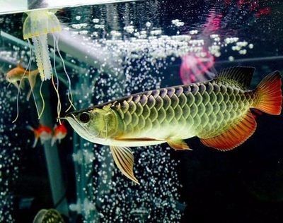 龍魚最愛吃什么：龍魚最愛吃什么食物