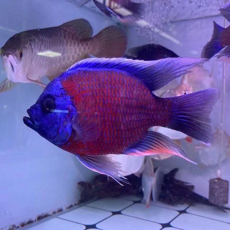 紅龍配什么魚高端 紅龍配什么魚高端 2025長城杯龍魚大賽 第4張