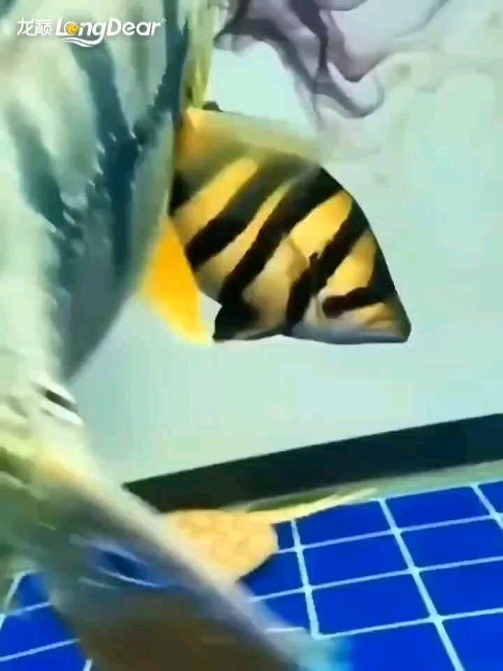 轉發854