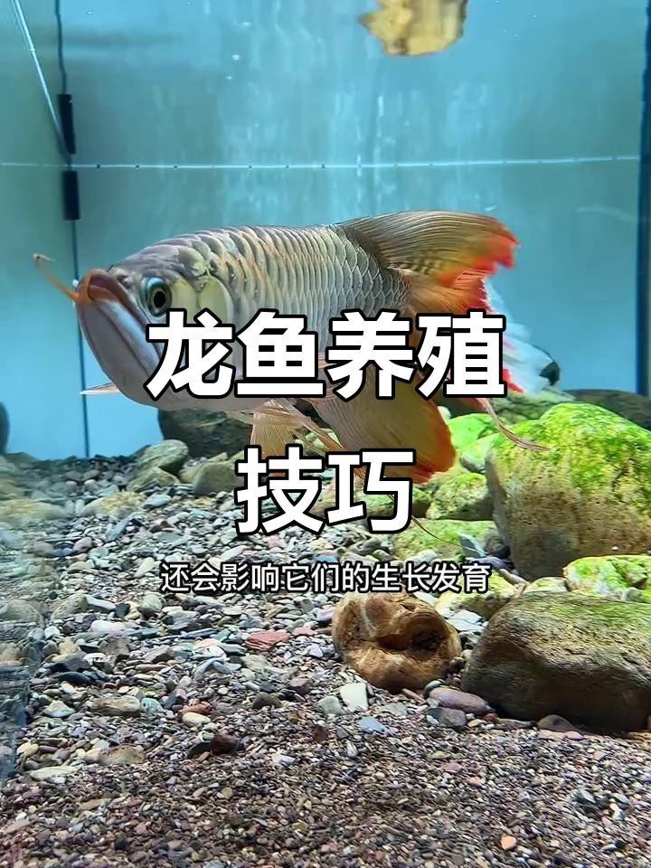 一個魚缸養幾條龍魚合適