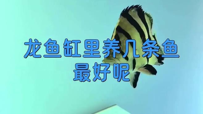 一個魚缸養幾條龍魚合適