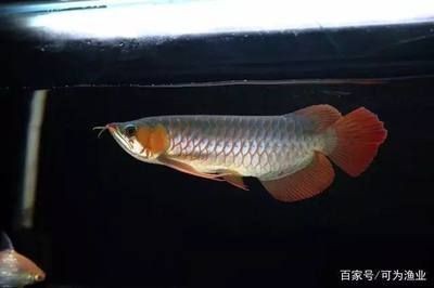 龍魚配魚幾條最好（養(yǎng)殖龍魚的最佳數(shù)量）