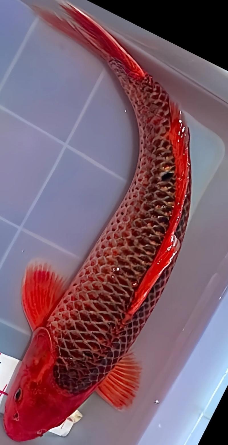 “神龍”錦鯉的具體特征是什么？