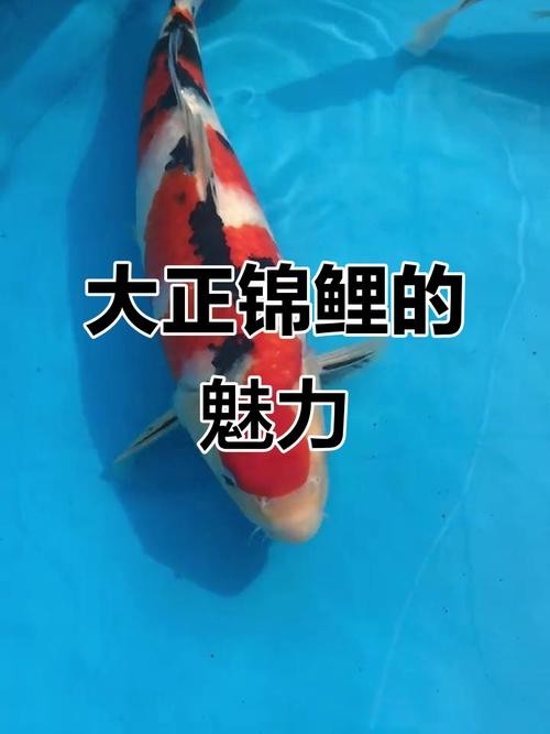 “神龍”錦鯉的具體特征是什么？