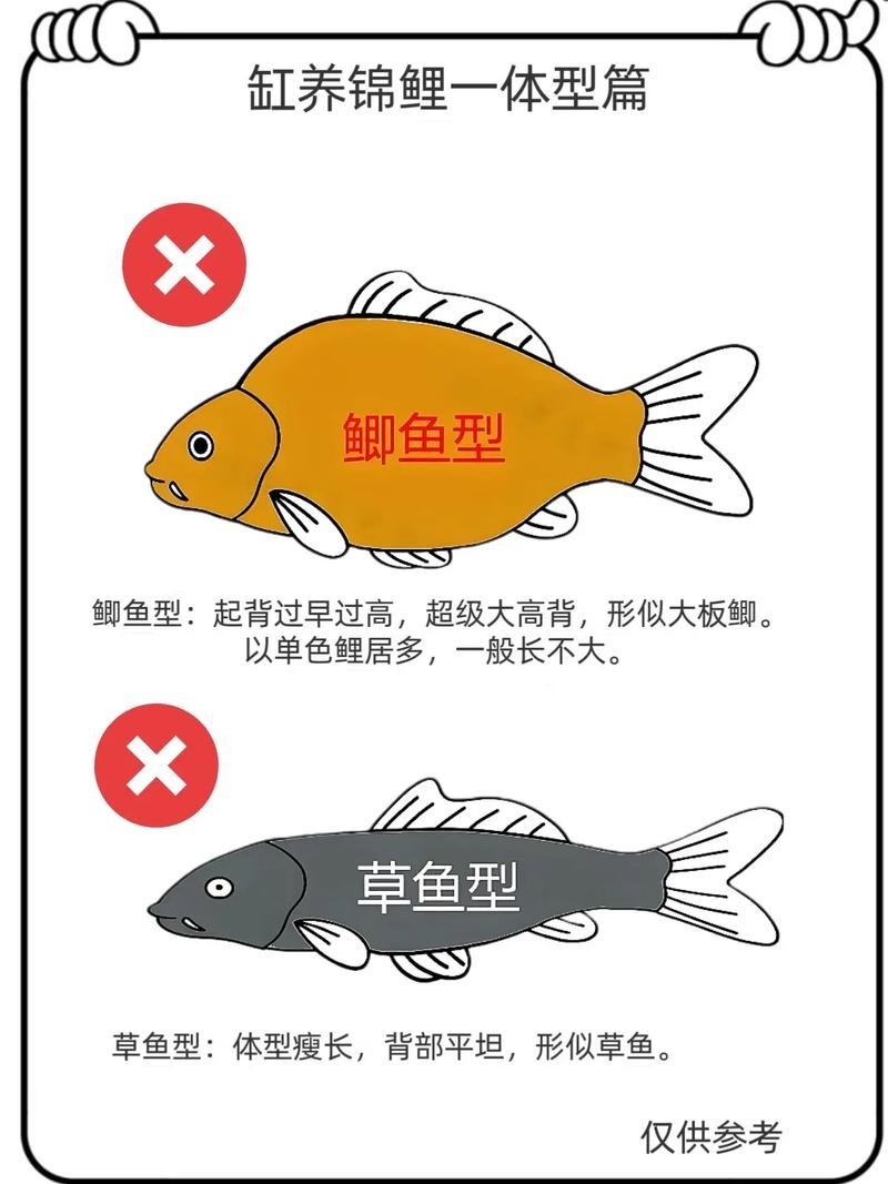 “神龍”錦鯉的具體特征是什么？