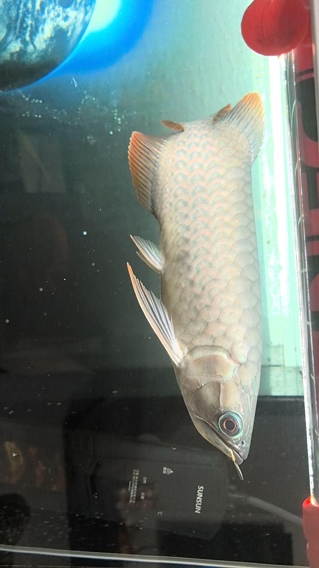 愛養魚的龍龍多久更新一次視頻？