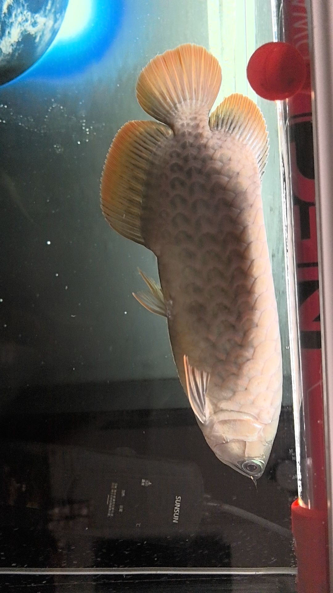 愛養魚的龍龍多久更新一次視頻？