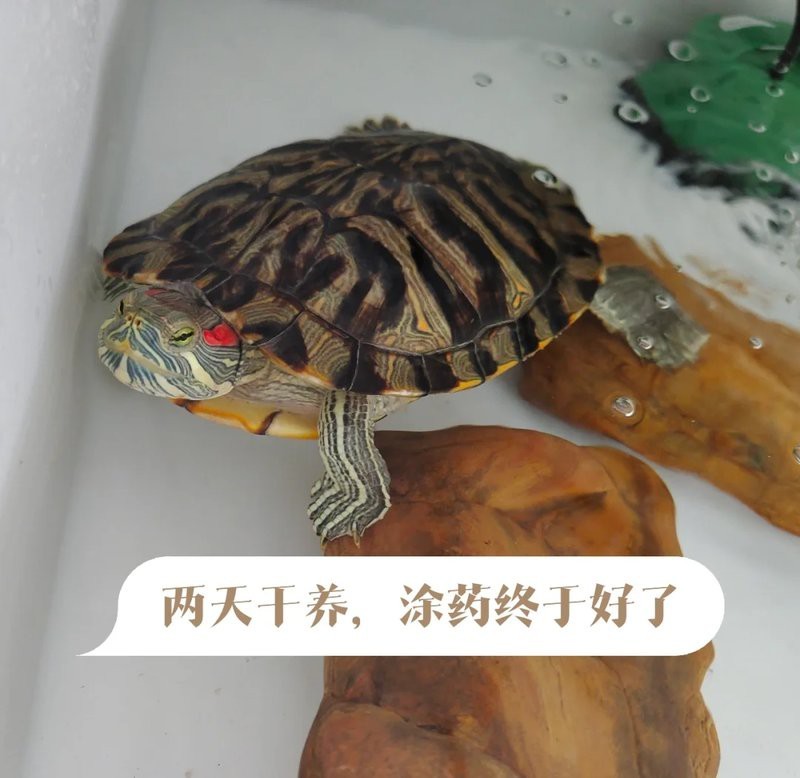 寵物龜類龍龜多久洗一次澡？ 寵物龜類龍龜多久洗一次澡？ 龍魚百科 第4張