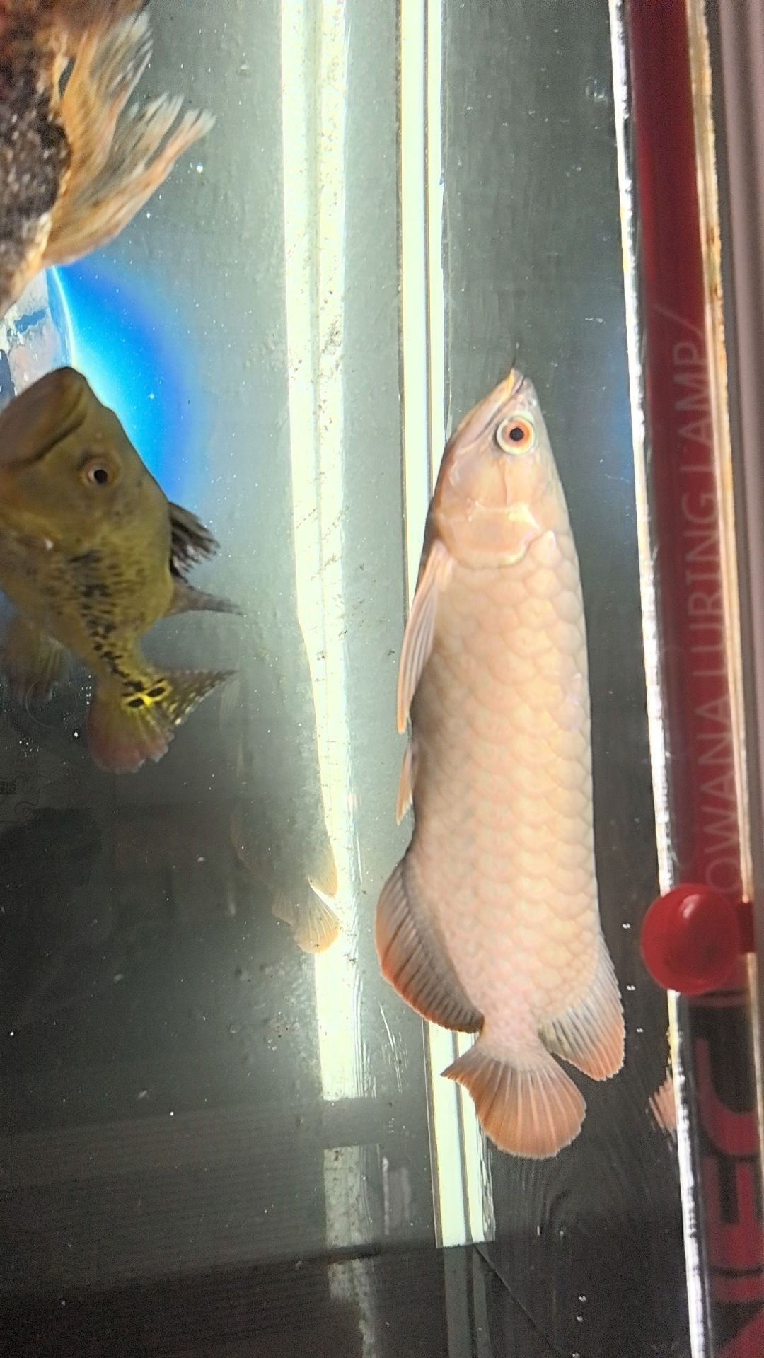 愛養魚的龍龍多久更新一次視頻？