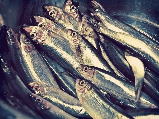六角恐龍魚需要多大魚缸：六角恐龍魚需要的魚缸布置技巧六角恐龍魚魚缸布置技巧