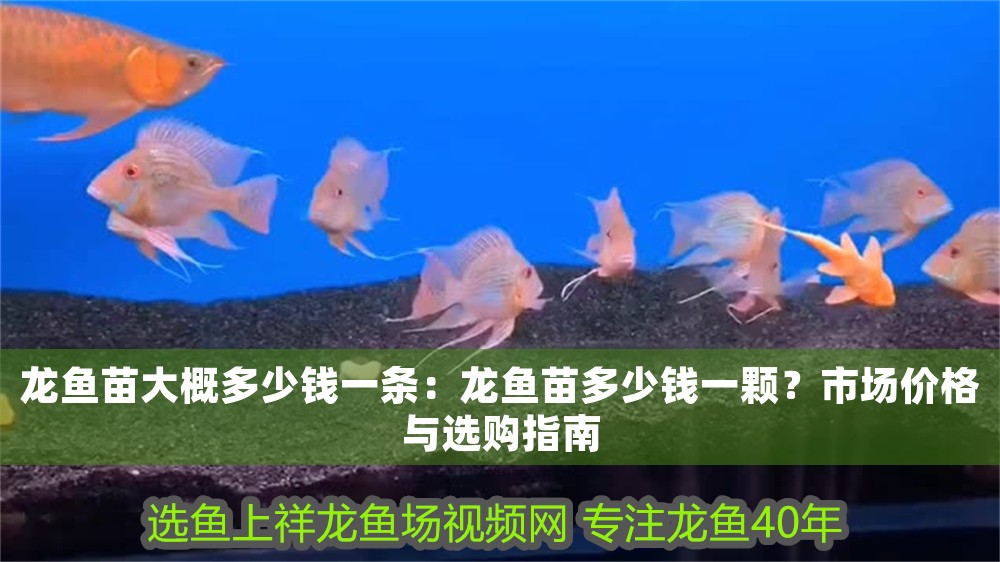 龍魚苗大概多少錢一條：龍魚苗多少錢一顆？市場價(jià)格與選購指南