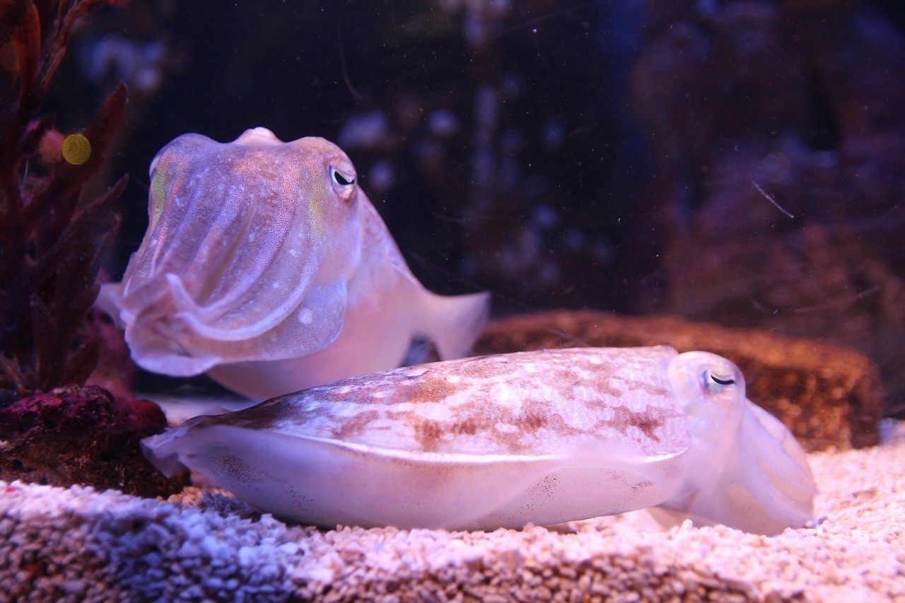 水族為什么殘忍