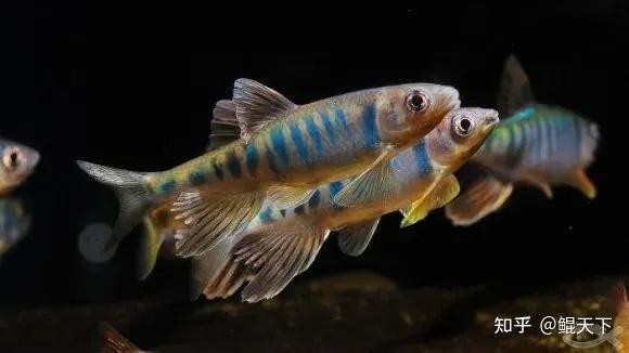 中國還有哪些觀賞魚新品種？