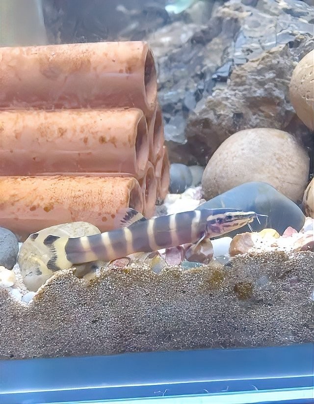 中國還有哪些觀賞魚新品種？