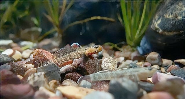 中國還有哪些觀賞魚新品種？