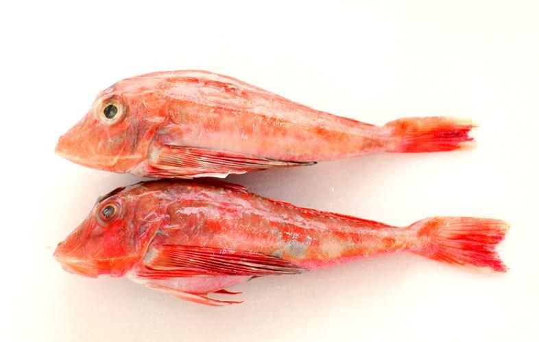 紅頭魚圖片