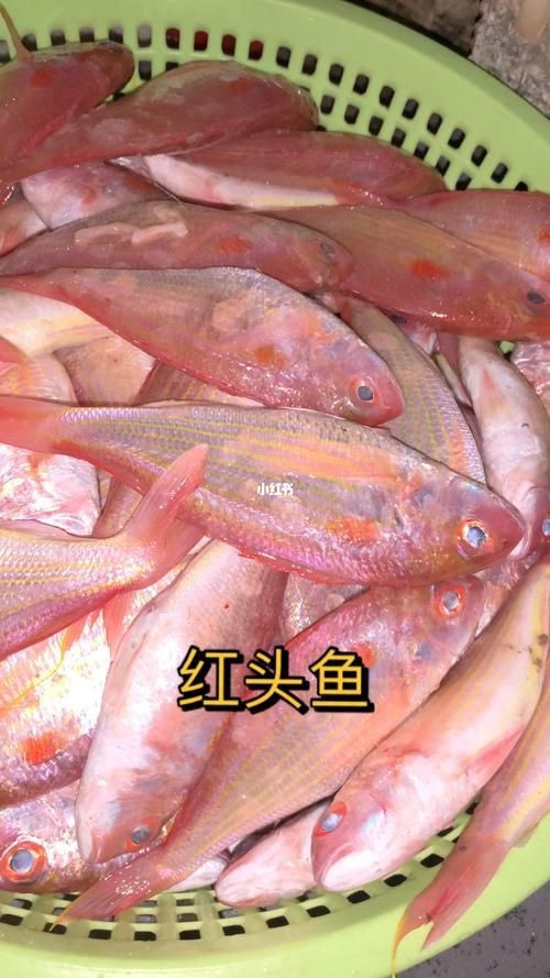 紅頭魚圖片