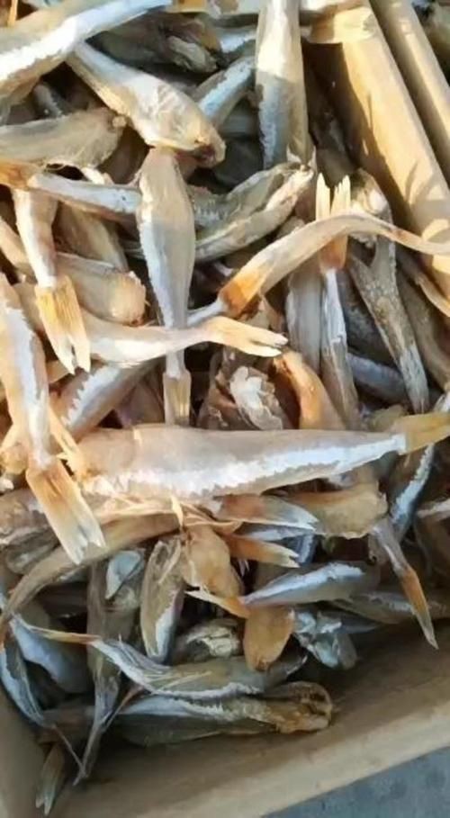 紅頭魚圖片