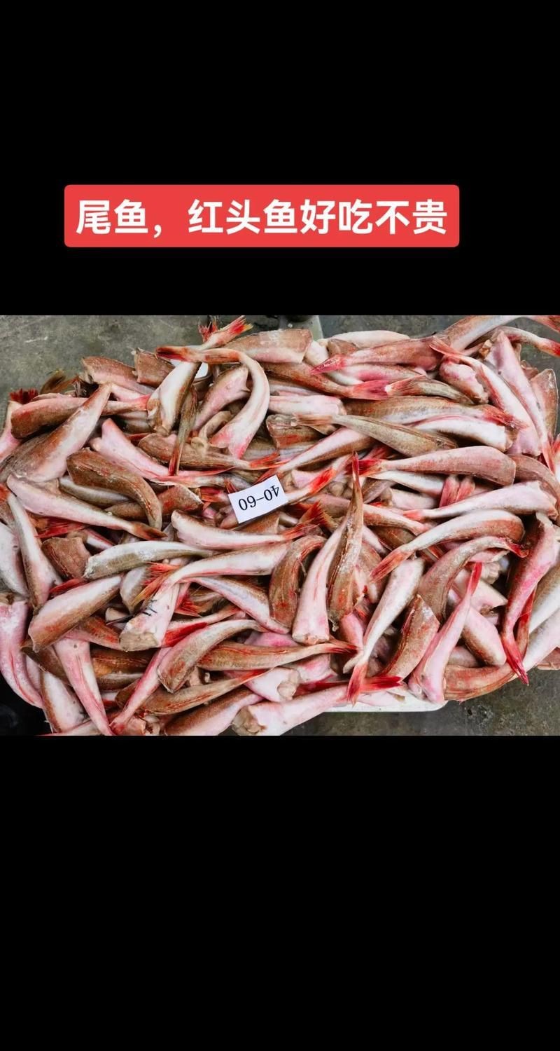 紅頭魚圖片