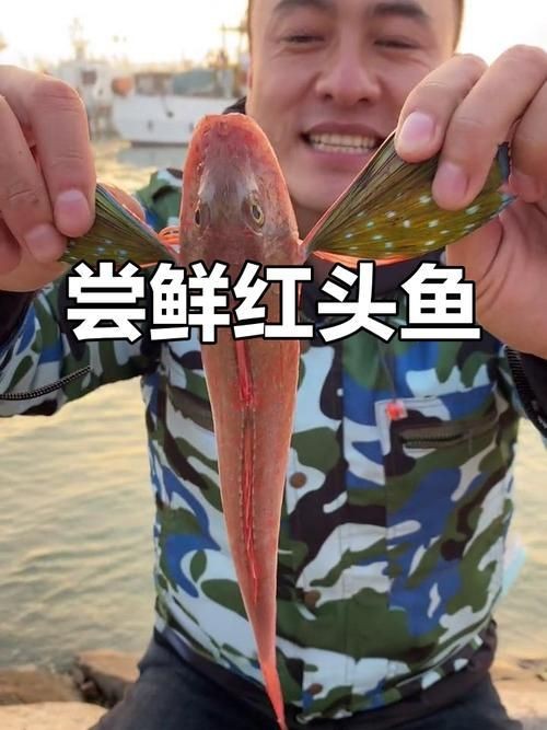 紅頭魚圖片