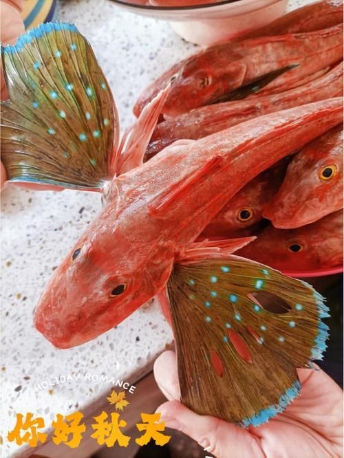 紅頭魚圖片