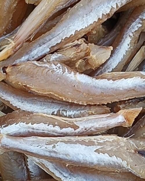 紅頭魚圖片