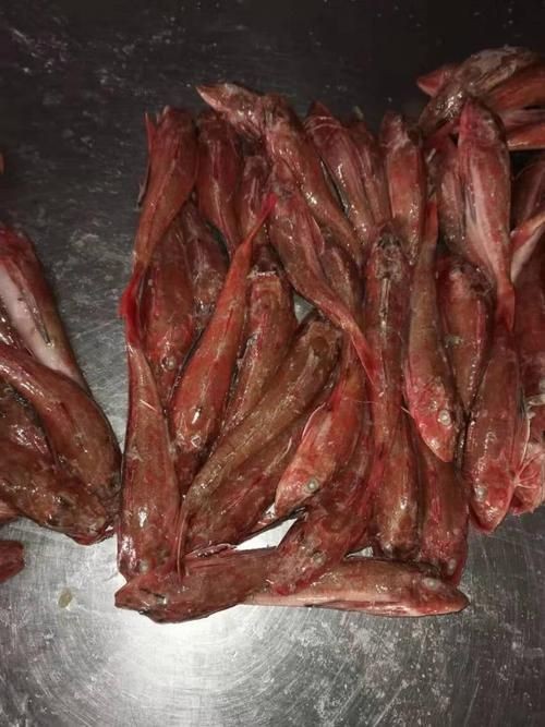 紅頭魚圖片
