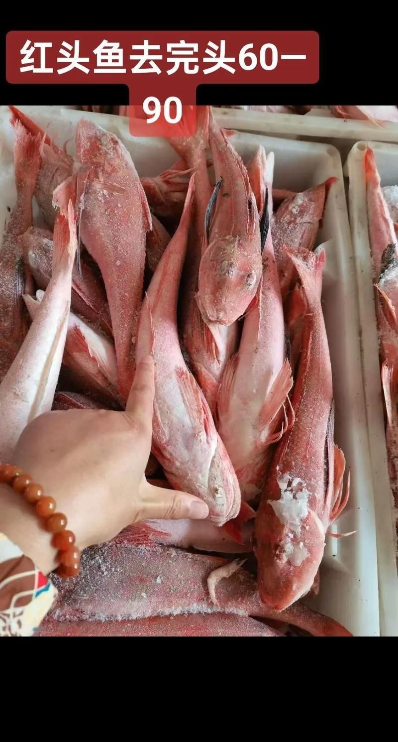 紅頭魚圖片