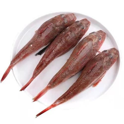 紅頭魚圖片