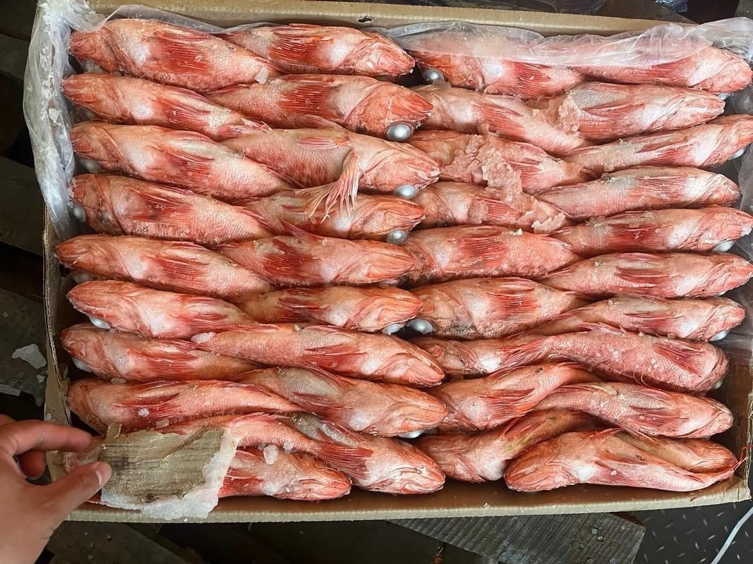 紅頭魚圖片