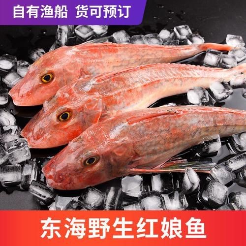 紅頭魚圖片