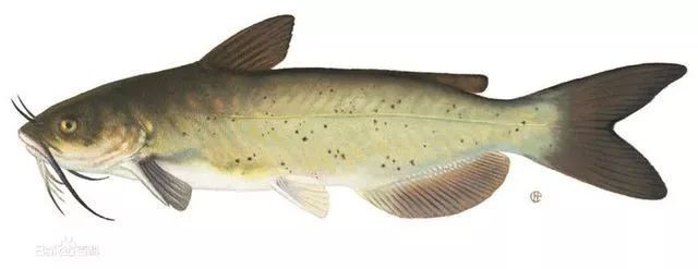 鯰魚公母最簡單區分圖