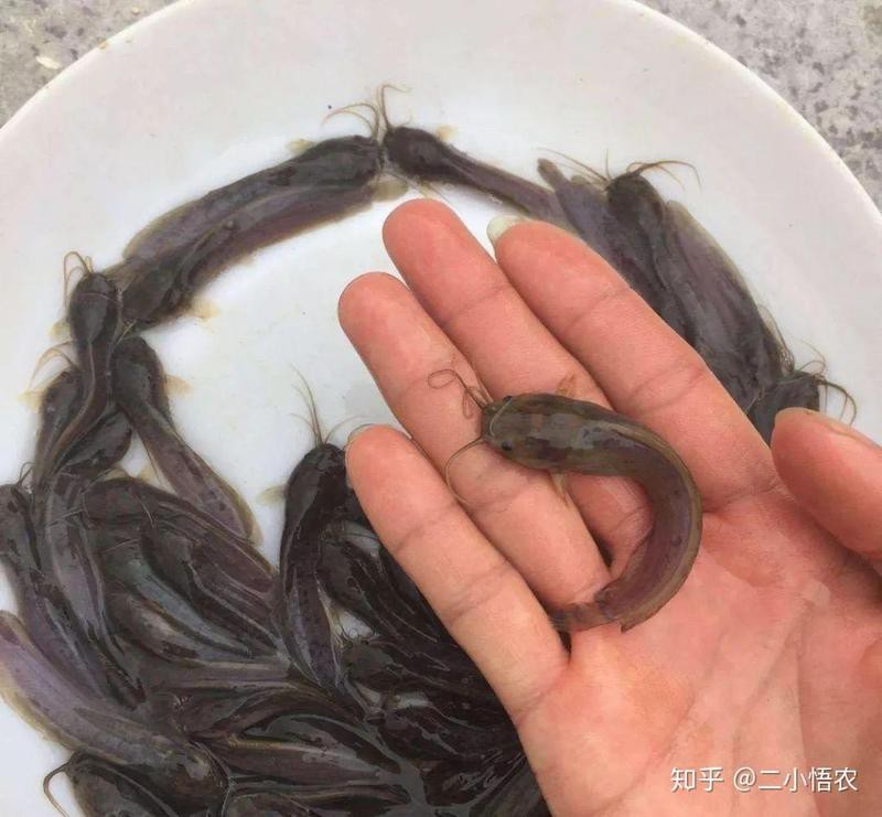 龍魚的氣泡病和水泡病的癥狀和治療方法有所不同，如何判斷龍魚是否患有氣泡病和水泡病？
