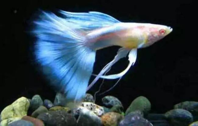 十大最好養的熱帶魚排名 十大最好養的熱帶魚排名 龍魚論壇 第3張